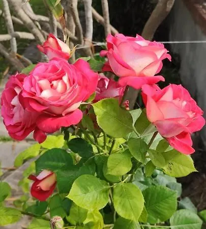 Σπίτι διακοπών Teresa *