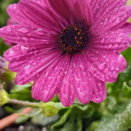 Teresa Flumini di Quartu